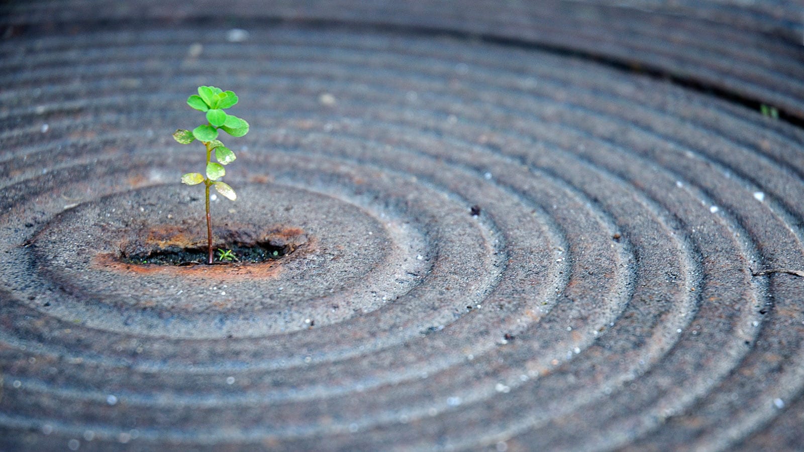 Plante dans de la terre